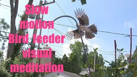 Slow motion bird feeder visual meditation 2022