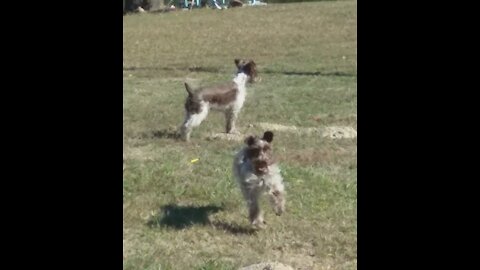 Miniature Schnauzers Little Bud and his Sister