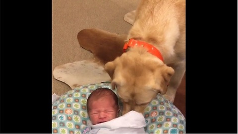 Labrador Stops Newborn Baby From Crying