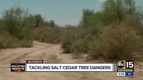 Salt Cedar trees causing safety concerns approaching wildfire season