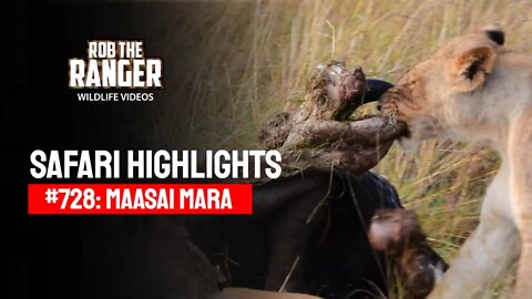 Safari Highlights #728: 04 & 05 October 2022 | Lalashe Maasai Mara | Latest Wildlife Sightings