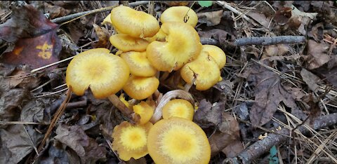 Foraging ringless honey mushroom at Georgia