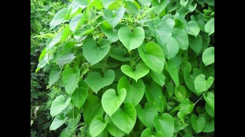 How to make tinospora cardifolia kadha at prepared