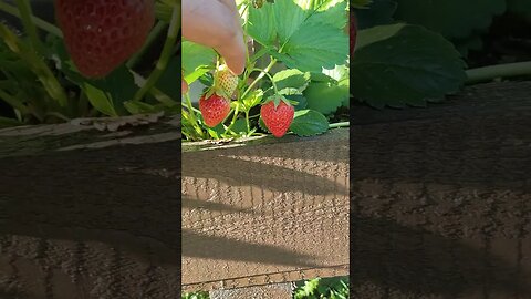 Fresas naturales plantadas en mi huerto #huertaurbana #fresas #strawberry