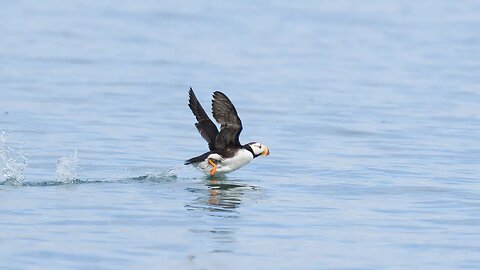 Puffins: Walkin' On Water, Sony A1/Sony Alpha 1, 4k