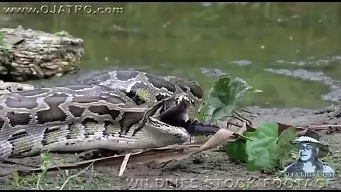 Anaconda swallows a crocodile.