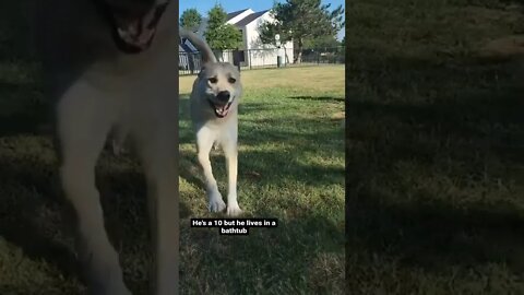 He loves that bathtub #shorts #dogs #cuteanimals #funnyvideo #funnyanimals #mastiff #giantdog