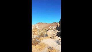 Joshua tree 2