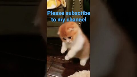 Very cut cat video 🥰🥰#youtube #shorts #viral #trending #subscribe #youtubeshorts #funny