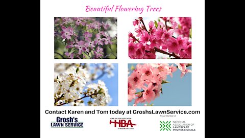 Flowering Trees Boonsboro MD Landscaping Contractor GroshsLawnService.com