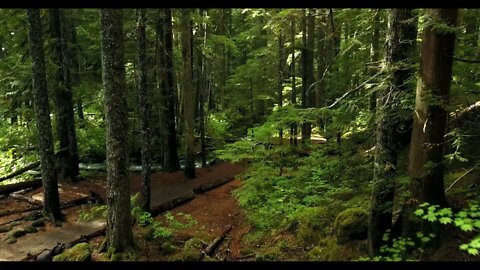 A walk in the summer forest...