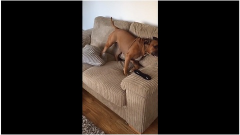 Dog displays excitement for walk in peculiar way