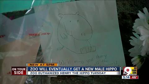 Maynard: Zoo will eventually get another male hippo