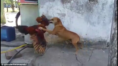 Chicken Vs Dog Fight Epic Funny Fight