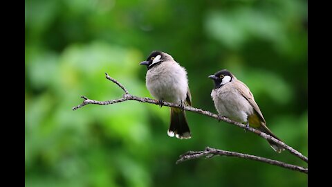 Birds eat their food from the wheel