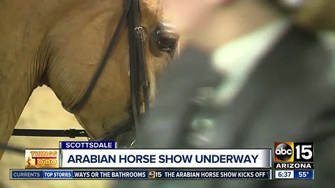 Smart savings at the Arabian Horse Show