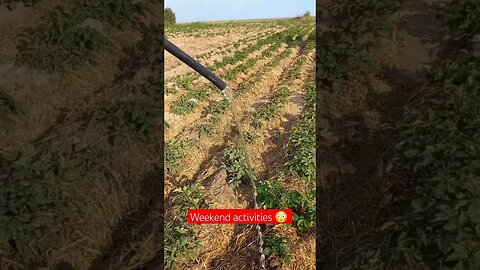 Weekend Activities at my Homestead 🙂| #farming #shorts #short #shortsfeed #food #shortvideo #like