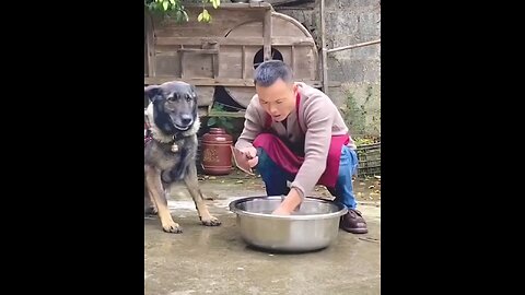 dog treaning video very amazing dog