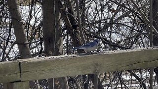 Blue Jays hoarding seeds