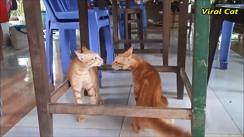 Cat fights