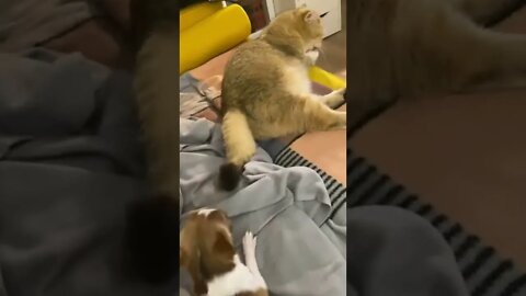 #shorts Смешные животные из Тик Ток 128 Funny animals from Tik Tok