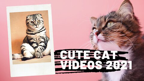 funny cute cat videos| best for cat lovers