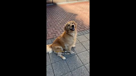 Dog Smiles For The Camera