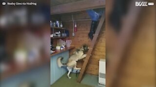 Une échelle n'est pas un obstacle pour ce chien