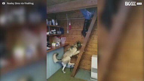 Une échelle n'est pas un obstacle pour ce chien