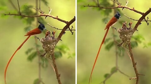 Incredible footage of Paradise Flycatcher feeding newborn chicks