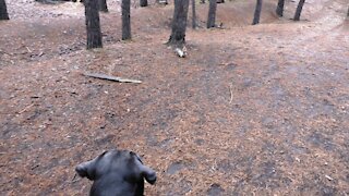 Squirrel teaches how to climb a tree