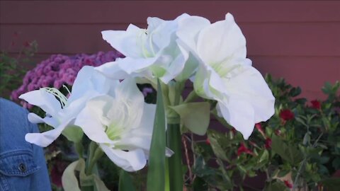 MELINDA'S GARDEN - BLOOMING FLOWERS IN YOUR HOUSE