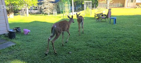 Mother deer chases a fawn that doesn't belong to her