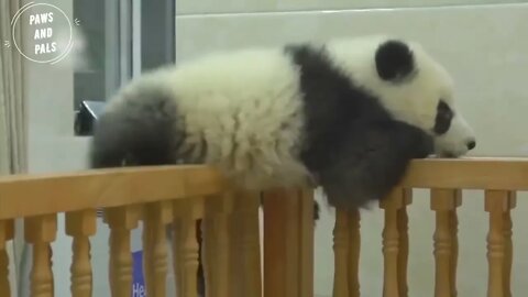 Funny baby pandas | Baby panda falling