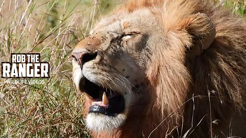 Lion Brothers In the Hot Sun | Lalashe Maasai Mara Safari