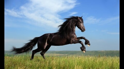 espotivo horse breed