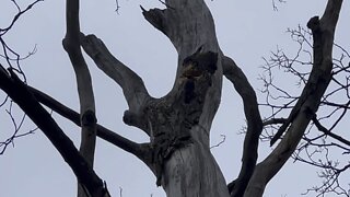 Red Bellied Wood Pecker