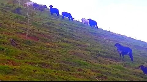 bois e bezerros em busca de capim touros, vacas, Gado bovino, Bos taurus