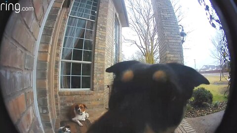 Family Dogs Learn to Use Ring Video Doorbell to Get Owner’s Attention | RingTV