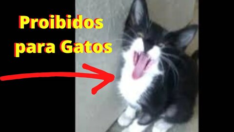 Alimentos proibidos para gatos. Cuidado com seu gatinho. Gato Bartolomeu Tunico