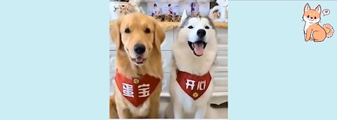 You Will Laugh and Enjoy Watching These Dogs