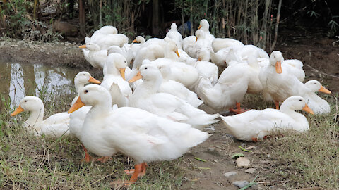 White ducks in Vietnam - Người Làng Mai