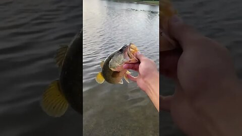 Florida Largemouth Bass