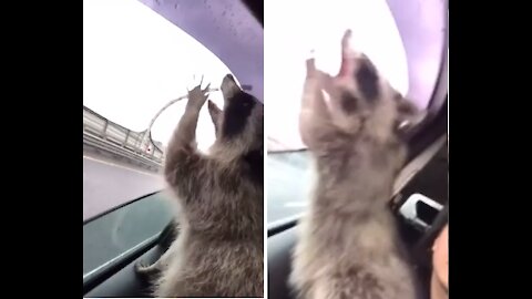 raccoon trying to eat the air