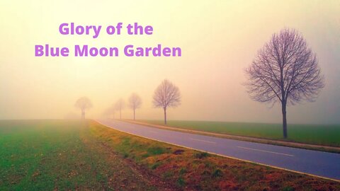 Glory of the Blue Moon Garden | Pop Music