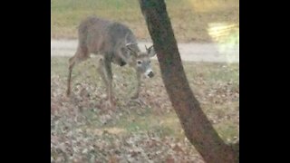 Whitetail buck bully