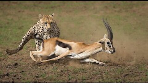 Cheetah hunting a gazelle