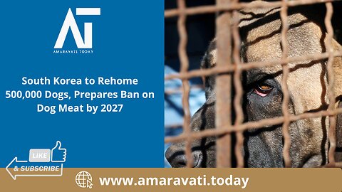 South Korea to Rehome 500,000 Dogs, Prepares Ban on Dog Meat by 2027 | Amaravati Today