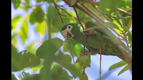 cute parrot videos compilation