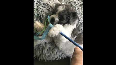 Sheepadoodle Puppies! 315-886-3035 or https://drdaleysdoodles.weebly.com/